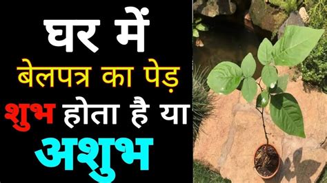 बेलपत्र का पेड़ घर में लगाना शुभ या अशुभ? Know Planting Belpatra Tree ...