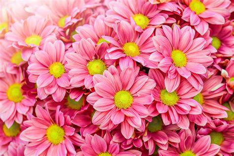 Pink Daisy Wallpapers - Top Free Pink Daisy Backgrounds - WallpaperAccess