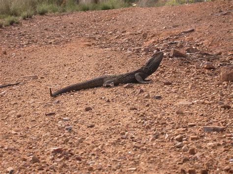 Pogona barbata | Pogona barbata (Cuvier, 1829), Eastern Bear… | Flickr