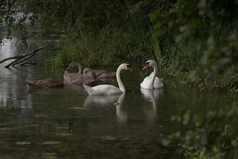 15kg Floating Swan & Duck Food Diet | Willow Park Seeds