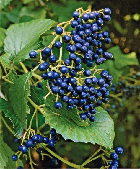 19 Berry-Producing Plants That Will Attract Birds to Your Yard | Berry plants, Viburnum, How to ...