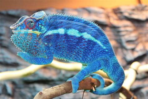 Ambanja Panther Chameleons For Sale - Chromatic Chameleons