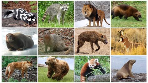 Raining Cats and Dogs: Research Finds Global Precipitation Patterns a Driver for Animal Diversity