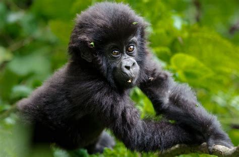 RWANDA — Mountain Gorillas | Baby gorillas, Mountain gorilla, Wild animals videos