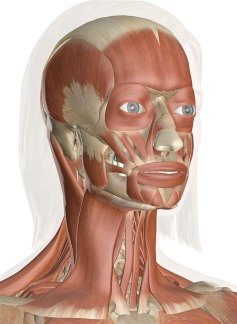 Muscles of the Head and Neck - Anatomy Pictures and Information