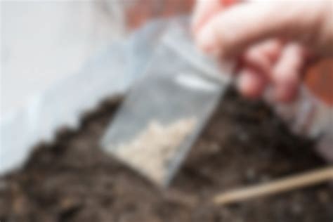 How to Get Free Seeds for Your Garden (2023) - The Krazy Coupon Lady