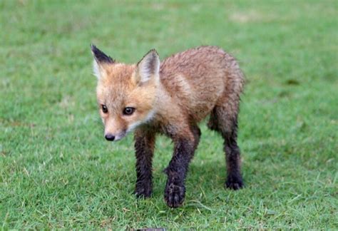 Fox Babies Are Called Kits | All You Need to Know! - EXOtella