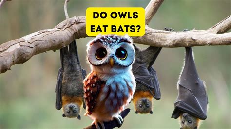 Do Owls Eat Bats?