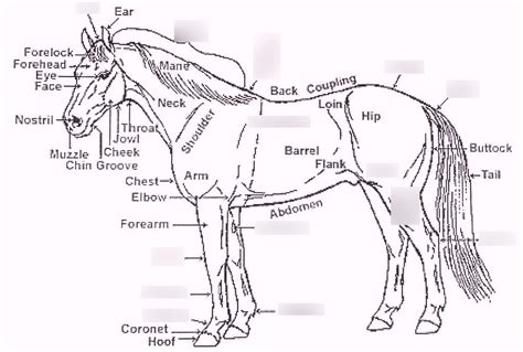 Horse Anatomy Diagram | Quizlet