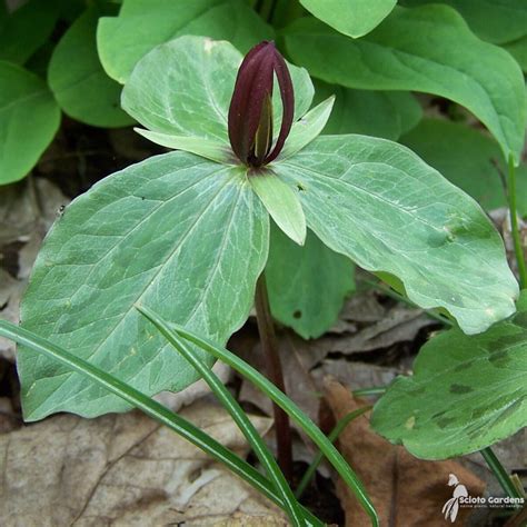 Trillium sessile 3qt (Toadshade Trillium) - Scioto Gardens Nursery