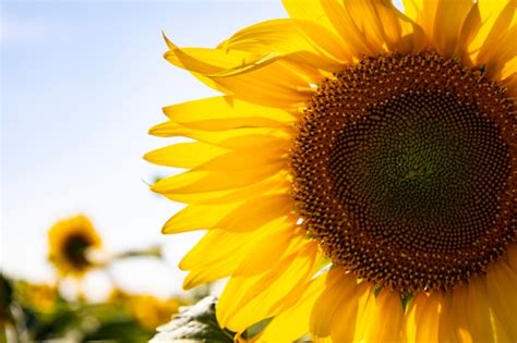 Premium Photo | Sunflower field landscape close up