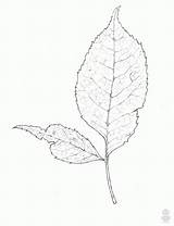 Botany Coloring Pages  Home sketch template