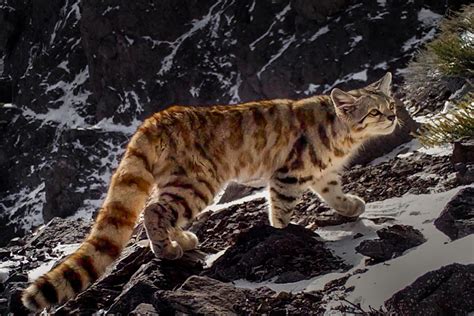 The main mammals in the sanctuary of Machu Picchu - Perú