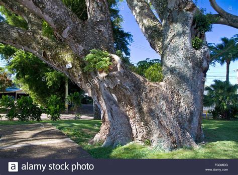 Acacia koa tree at Hawi on the Big Island of Hawaii, USA. - FG3MDG from Alamy's library of ...