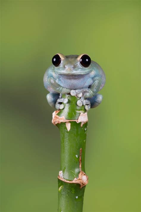 On Top by Val Saxby | Cute reptiles, Frog pictures, Frog