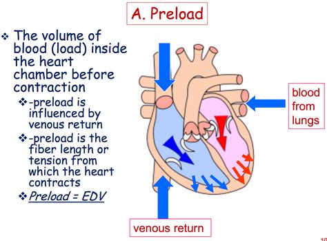 Preload And Afterload Definition - DEFINITION HJO