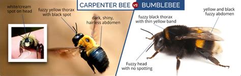 What Do Carpenter Bees Look Like | Carpenter Bee Identification Guide | DoMyOwn.