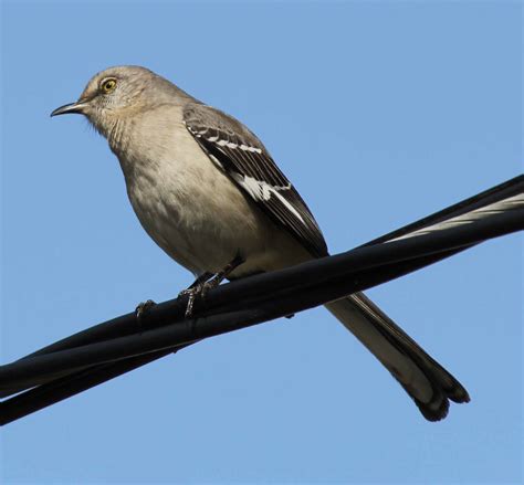 Northern Mockingbird Information - TradersCreek.com