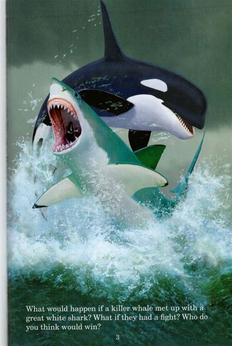 Great White Shark Vs Killer Whale Who Would Win