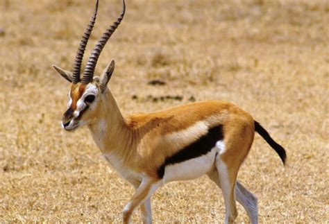 The Thomson's Gazelle | Critter Science