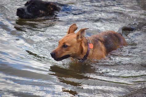 What are water rescue dogs - what do they do?