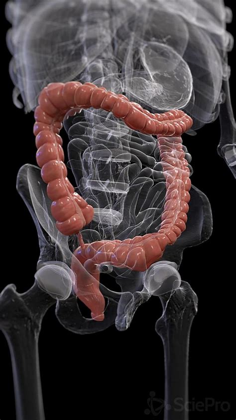 Colon peristalsis 3d animation in 2024 | Digestive system anatomy, Intestines anatomy, Human ...