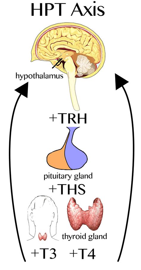 Hypothalamic — Pituitary — Thyroid Axis | Maitland Chiropractor – The Bolick Clinic of ...