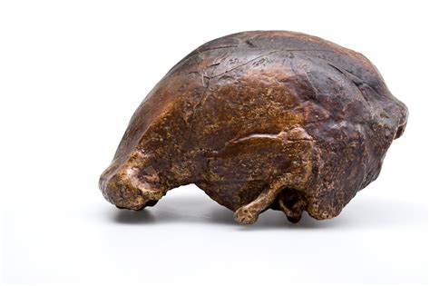 Homo Erectus Skull Features