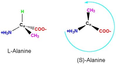 Stereochemistry of Amino Acids - Chemistry LibreTexts