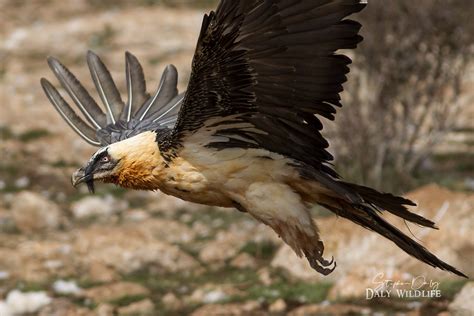 Lammergeier (Gypaetus barbatus)adult takeoff close_w_9485 | Flickr