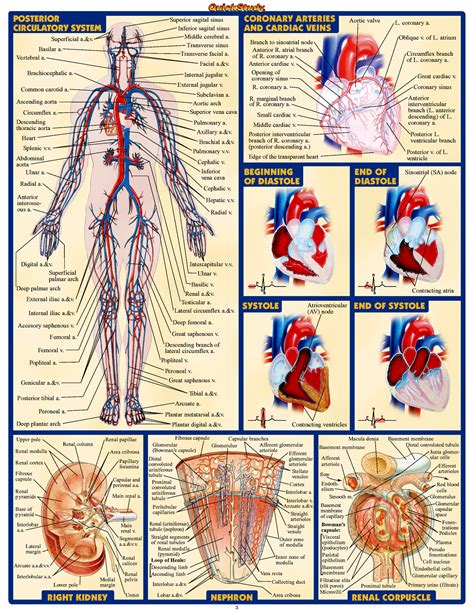 Anatomy | Nurse | Pinterest