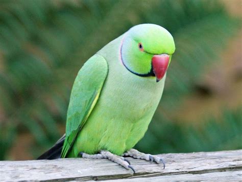 Green Parrot Wallpapers - Wallpaper Cave