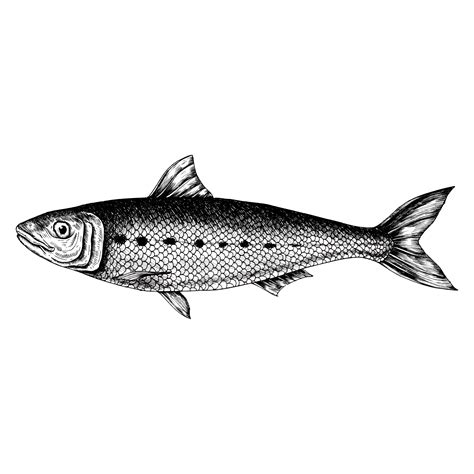 Hand drawn sardine fish - Download Free Vectors, Clipart Graphics & Vector Art