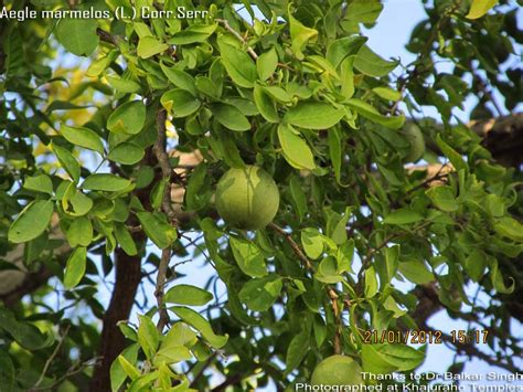 Medicinal Plants: Aegle marmelos