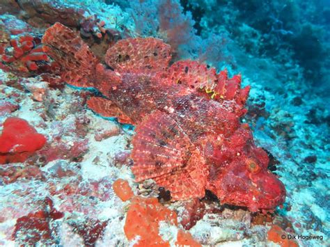 Reef stonefish - Moalboal Reef Species