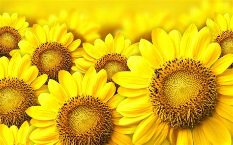 Yellow Sunflower Wallpapers Group (79+)