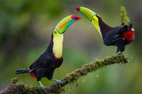 15 Birds With Unbelievable Beaks | Keel billed toucan, Pet birds, Toucans