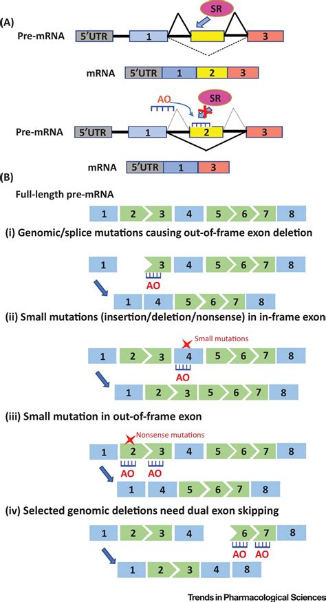 Precision Medicine through Antisense Oligonucleotide-Mediated Exon Skipping: Trends in ...