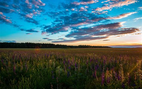 wallpaper field, grass, sky, summer, sunset HD : Widescreen : High Definition : Fullscreen