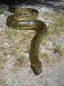 Green Anaconda, Amazon rainforest deadly giant - Snake Facts