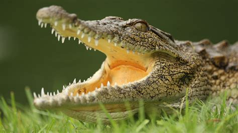 Yikes! 15,000 Crocodiles Escape Farm In South Africa, Area Evacuated ...