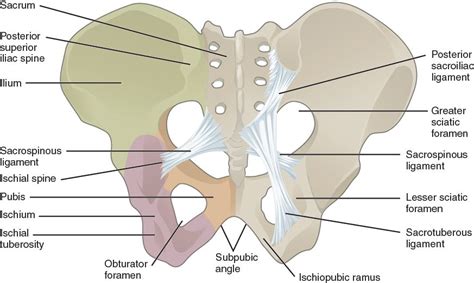 This figure shows the pelvic bone. The ligaments in the pelvis are ...