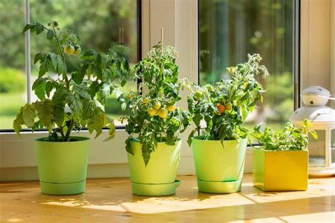 How to Grow Tomatoes Indoors – Enjoy Tomatoes All Year Round - Tomato Bible