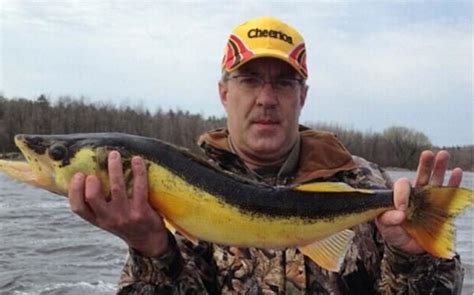 The 5 weirdest-colored walleyes ever – Target Walleye