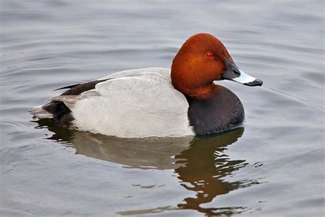 Common pochard (Aythya ferina) – Imaging Storm