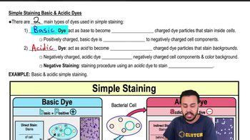 Simple Staining Basic & Acidic Dyes | Channels for Pearson+