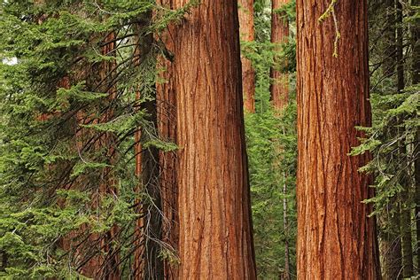 Giant redwood trees in Sequoia National Park, CA - StockFreedom ...