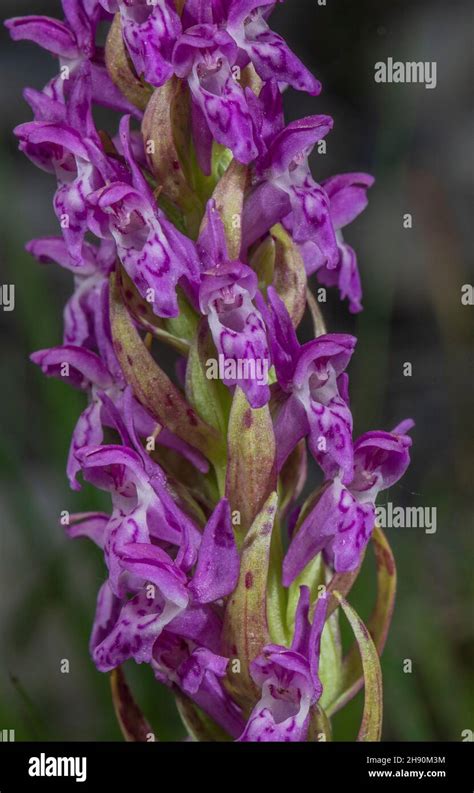 Dactylorhiza incarnata ssp cruenta hi-res stock photography and images ...