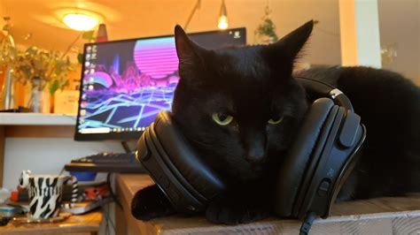 Gamer Cat (Reupload) : r/aww