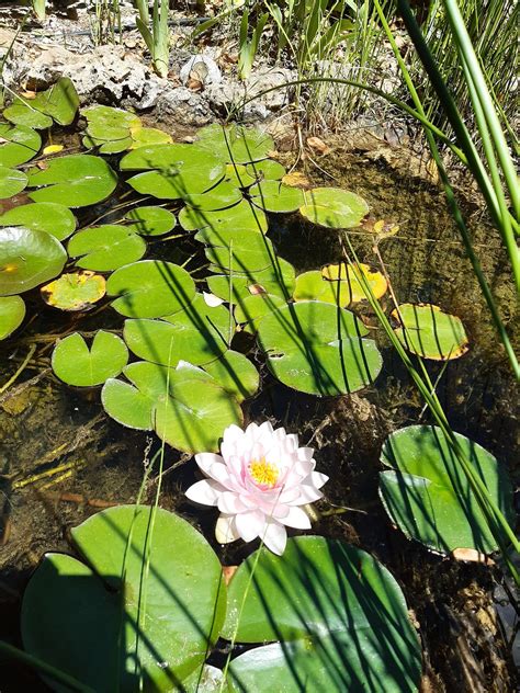 Water Lily Pond Flower - Free photo on Pixabay - Pixabay